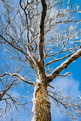 Snow Covered Tree - Low Angle