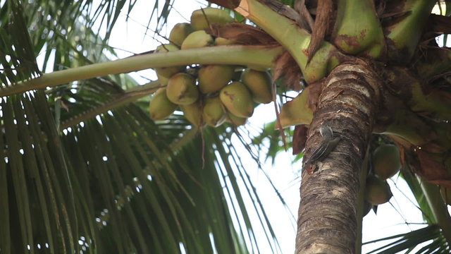 Indian rat-squirrel sit on green palm tree about coconuts