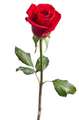beautiful red rose isolated on white background