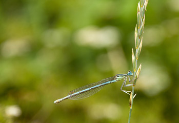 Dragonfly - Libellula