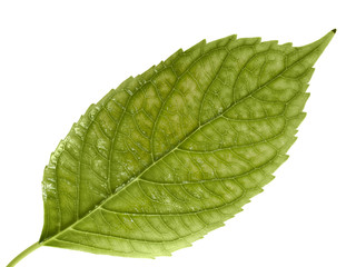 Green leaf. Isolated on a white