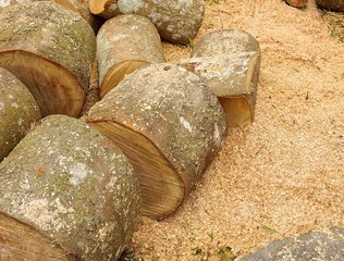 Cut logs at a camping site