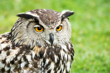 Great Horned Owl Head Close Up
