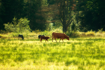 Donkey and Cows Grazing in a Field