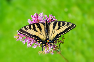 Eastern Tiger Swallowtail - Full Wingspan Top