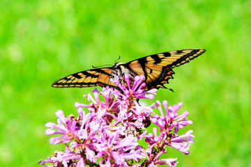 Eastern Tiger Swallowtail - Front View