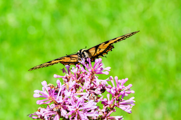 Eastern Tiger Swallowtail on Flower - Front View