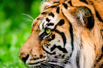 Profile Of A Sumatran Tiger