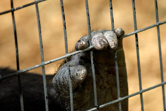 Caged Gorilla