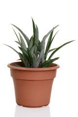 pineapple plant in a pot