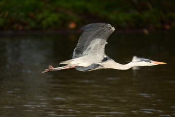 Grey Heron, Ardea cinerea