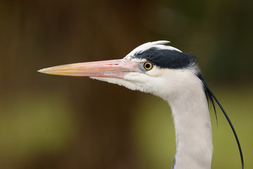 Grey Heron, Ardea cinerea