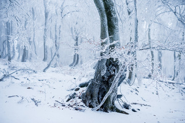 Tree in the cold winter forest covered with frost and rime