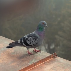Fototapeta premium Pigeon on a roof