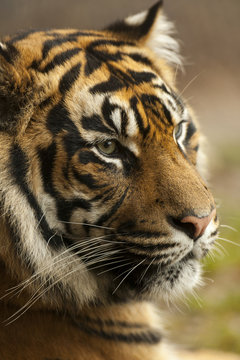 Portret Sumatraanse tijger