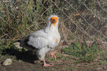 Vautour