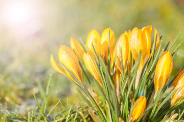 crocus jaune dans la gelée du matin 