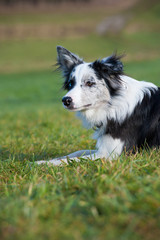 Border Collie