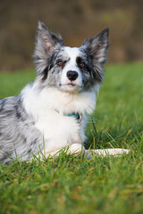 Border Collie