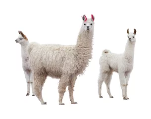 Printed roller blinds Lama Female llama with babies