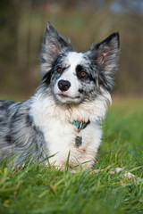 Border Collie