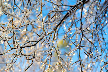 Icy Tree Branches