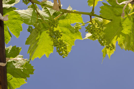 Growing bio grapes in the northern Bulgaria in the summer