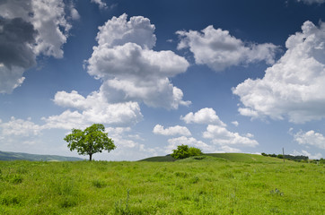 Dramatic Blue Sky, Meadow and a tree near the village Katselovo