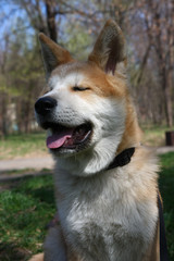 Akita Inu