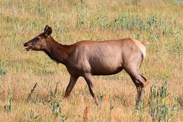Naklejka na ściany i meble Elk cow (Cervus canadensis)