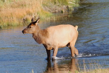 Female (Cow) Elk