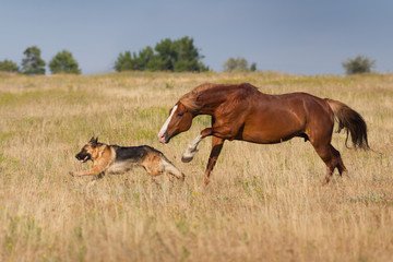 Dog and horse playing in field