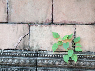 plant grows in old wall
