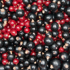 redcurrant and  blackcurrant