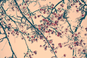 Frozen Ice Covered Crab Apples on a Tree - Retro