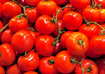 Red tomatoes