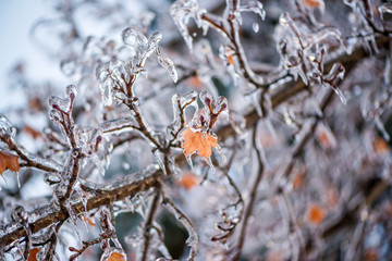 Ice Covered Maple Tree Branches