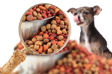 Magnigying in on dog nutrition