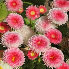 p&acirc;querette bellis perennis