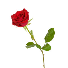 Red Rose Isolated on White - Side View