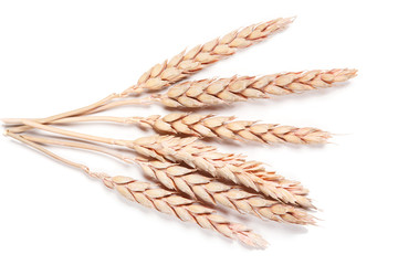 Ears of wheat