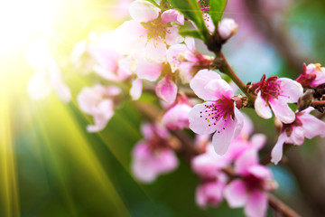 Fototapeta premium peach flower