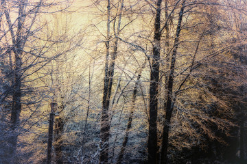 Fototapeta na wymiar Snow covered Spring Forest - Retro