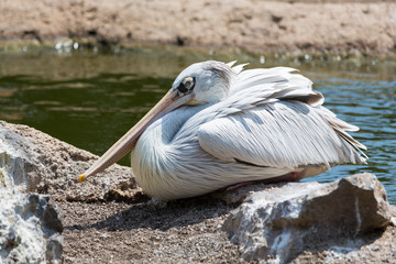 White pelican posing on a rock