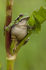 Green frog (Hyla arborea)