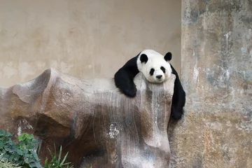 Zelfklevend Fotobehang Panda pandabeer rusten