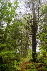 Eastern White Pine in the Woods