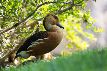 Duck in the grass