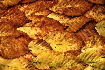 Fototapeta na wymiar American Beech Leaves Background
