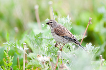 Linnet (Acanthis cannabina)